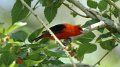 Scarlet Tanager High Island_2010_04_24_3793
